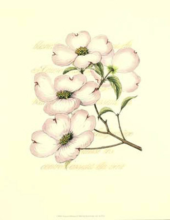 Dogwood Blossom