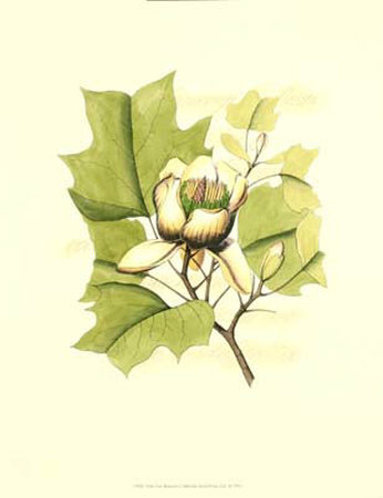 Tulip Tree Blossom