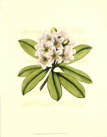 Rhododendron Blossom