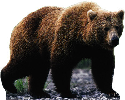 Grizzly Bear