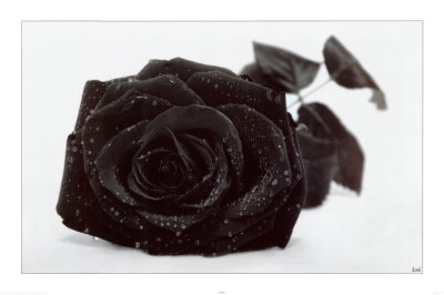 Gothic Rose