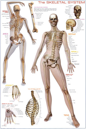 Skeletal System