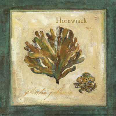 Hornwrack