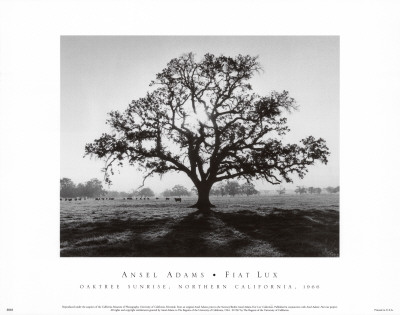 Buy Oak Tree, Sunrise at AllPosters.com