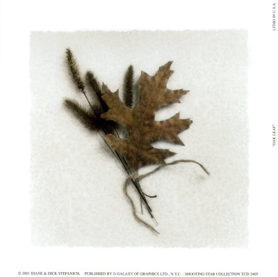 Buy Oak Leaf at AllPosters.com