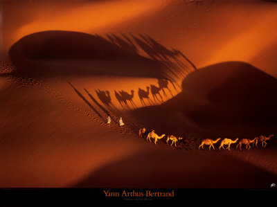 Buy Dromedary Caravan near Nouakchott, Mauritania at AllPosters.com