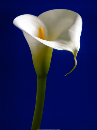 Buy Calla on Blue I at AllPosters.com