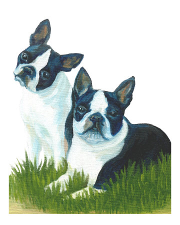 Two Are Better Than One - Boston Terriers