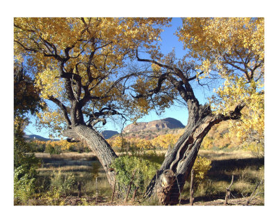 Cottonwood Frame