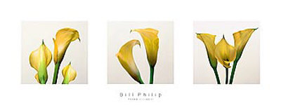 Buy Three Lilies II at AllPosters.com