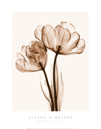 Buy Parrot Tulips II at AllPosters.com