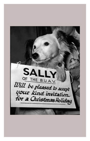 Sally Looks For a Home
