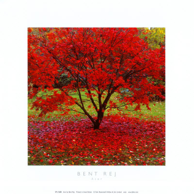 Acer