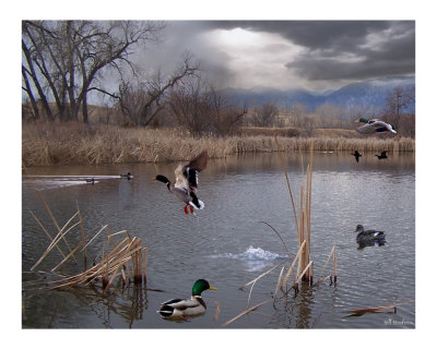 Buy Pond Life at AllPosters.com