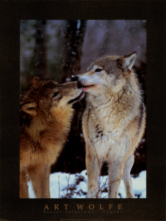 Buy Boreal Interlude, Canada at AllPosters.com