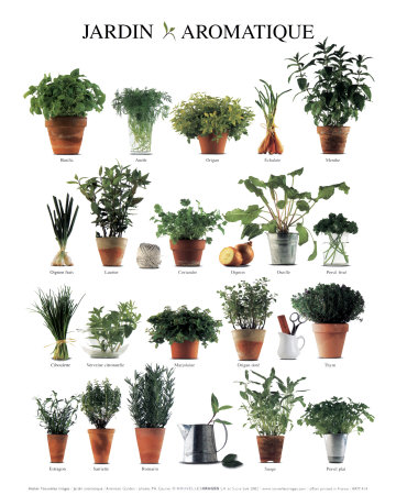 Aromatic Garden