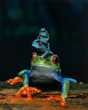 Frogs