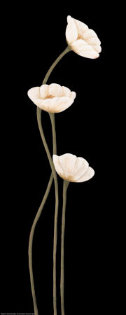 Poppies on Black