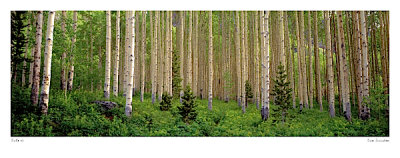 Buy Site 43 at AllPosters.com
