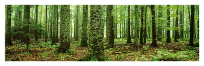 Rain Forest