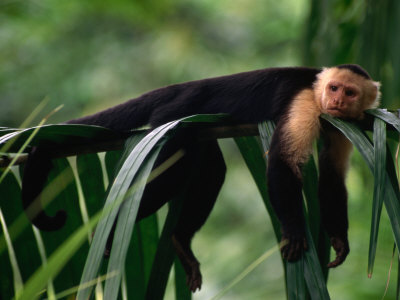 White-Faced Capuchin (Cebus Capucinus) Laying on a Branch in a Tropical Rainforest, Costa Rica