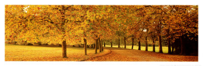Autumn Leaves, Loire Valley, France