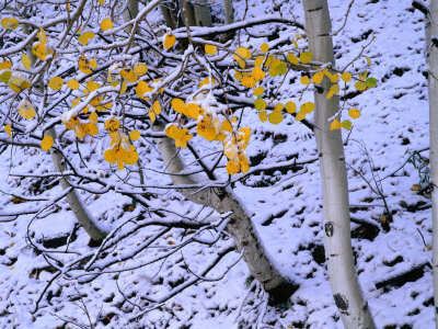 Snow on Aspen, Mt. Sneffels Wildnerness, San Juan National Forest, Colorado, USA