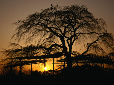 Cherry Tree in Maruyama-Koen Park at Sunset, Kyoto, Japan