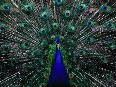 Peacock in Full Display, Quito, Pichincha, Ecuador,
