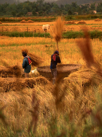 Rice Harvest, Thailand