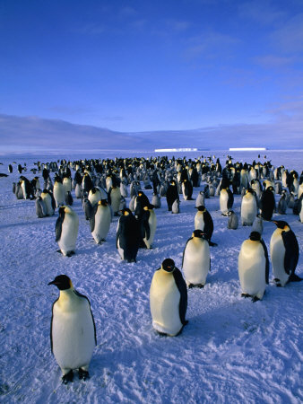 Buy Emperor Penguin (Aptenodytes Forsteri) Colony at Dawson-Lambton Glacier, Weddell Sea, Antarctica at AllPosters.com