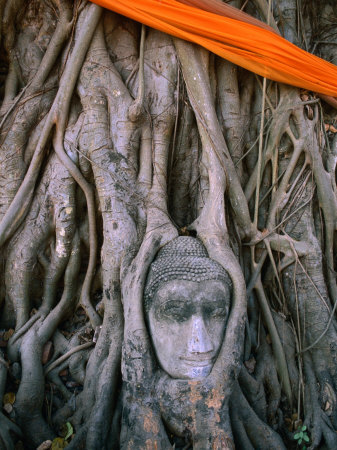 Head of Buddha Set in Base of Tree at Wat (Temple) Mahathat, Ayuthaya, Thailand