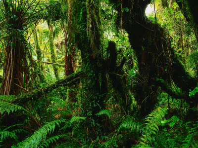 Rainforest Fox Glacier, New Zealand