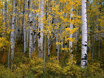 Aspen Trees Near Mcclure Pass in Gunnison National Forest, Gunnison, Colorado, USA