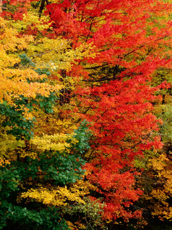 Colourful Autumn Foliage, USA