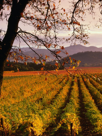 Autumn at Stelling Vineyard, Oakville, Napa Valley, USA