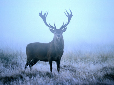 Red Deer (Cervus Elephus) at Dawn, Looking at Camera, United Kingdom