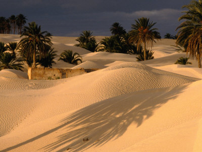 Buy Palm Trees and Sand Dunes, Douz, Tunisia at AllPosters.com