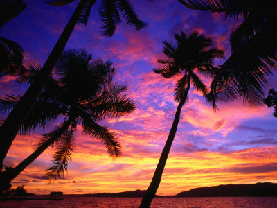 Buy Palm Trees at Sunset, Marovo Lagoon, Solomon Islands at AllPosters.com