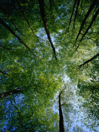 Beechtrees (Fagus Sylvatica), Sodersen National Park, Sweden