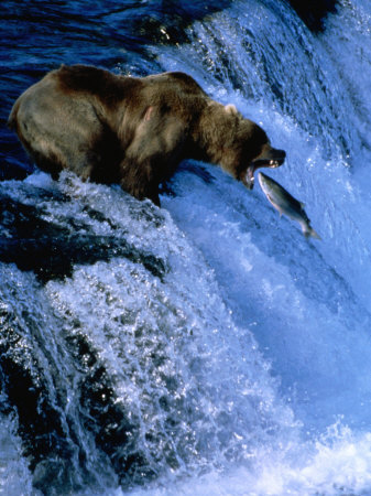 Buy Brown Bear (Grizzly) Fishing at Waterfall, Alaska, USA at AllPosters.com