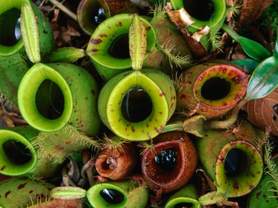 Nepenthes or Pitcher Plants, Sarawak, Malaysia