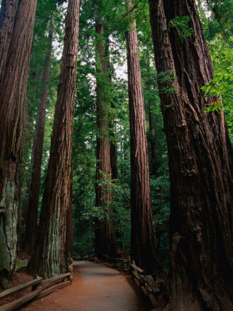 Path Through Redwoods of Cathedral Grove, Muir Woods National Monument, California, USA