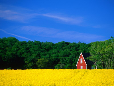 Rape Field, Red House and Forest, Kullaberg Skane, Kullaberg, Skane, Sweden