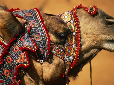 Camel at Pushkar Camel Fair, Pushkar, India