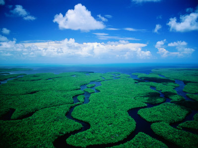 Aerial View of Wetlands, Everglades National Park, USA