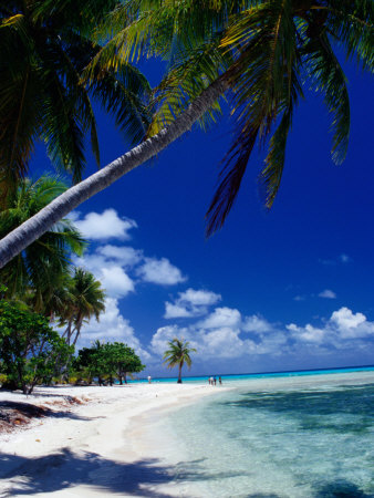 Palm Tree on Beach, French Polynesia