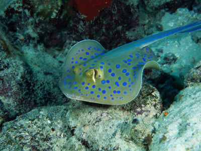 The Blue-Spotted Stingray (Taeniura Lymma), Red Sea, Egypt