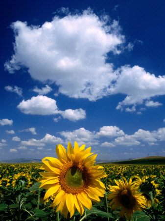 Sunflowers in Anatolia, Turkey