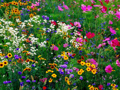 Colourful Wildflowers, USA
